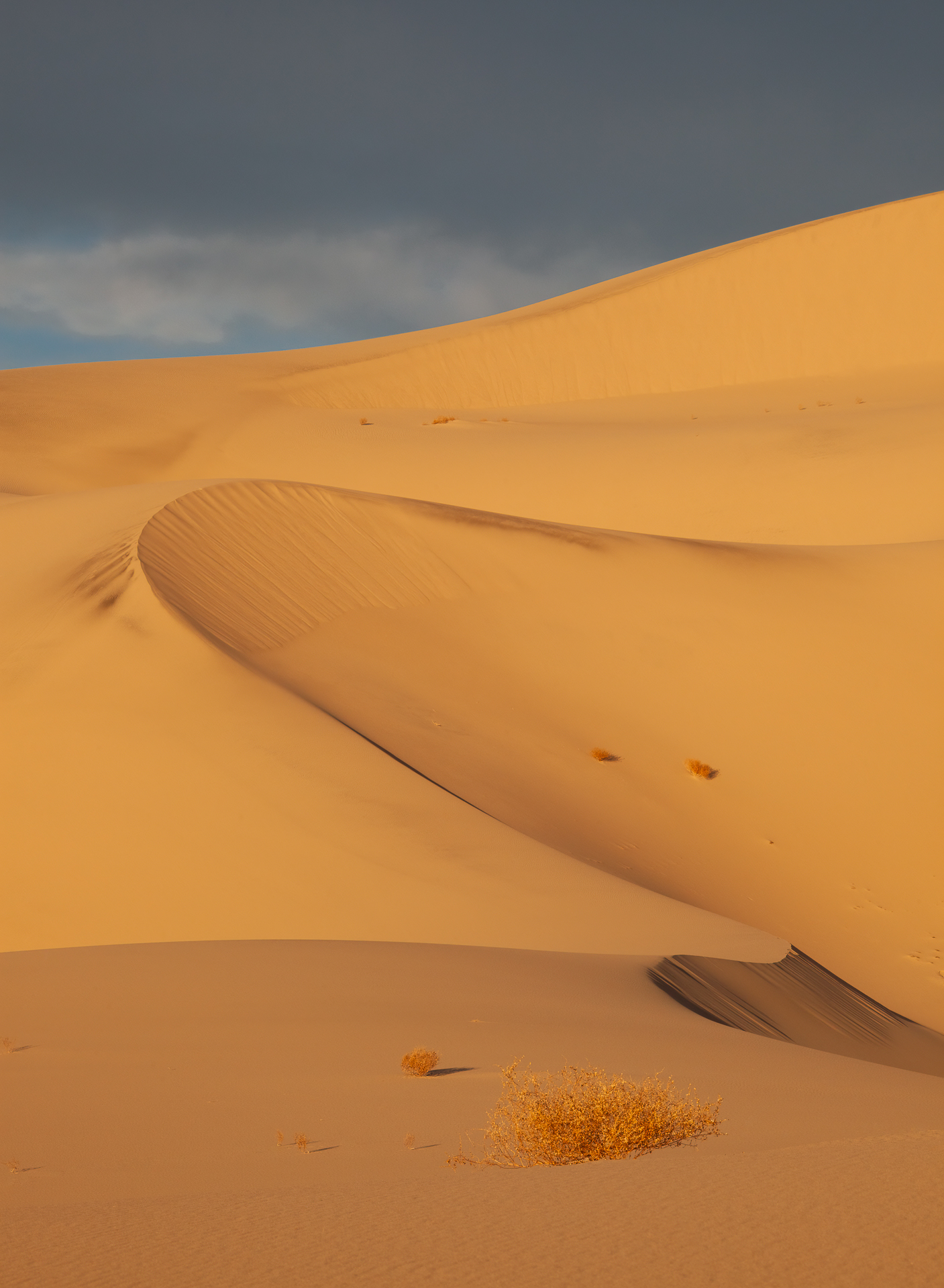 2nd PrizeOpen Color In Class 3 By Bill Crnkovich For Golden Tranquility FEB-2026.jpg
